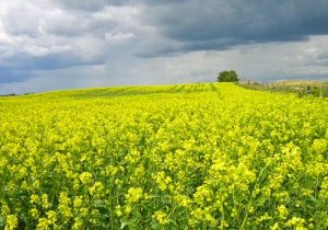 mustard fields in Saskatchewan