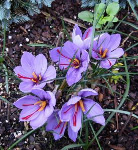 crocus flowers with saffron stigmas still attached 