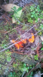 lobster mushrooms peek out from under the moss