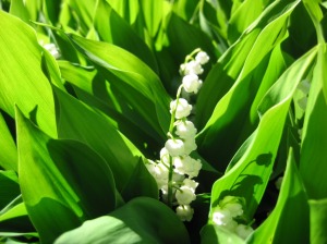lily-of-the-valley_May Day